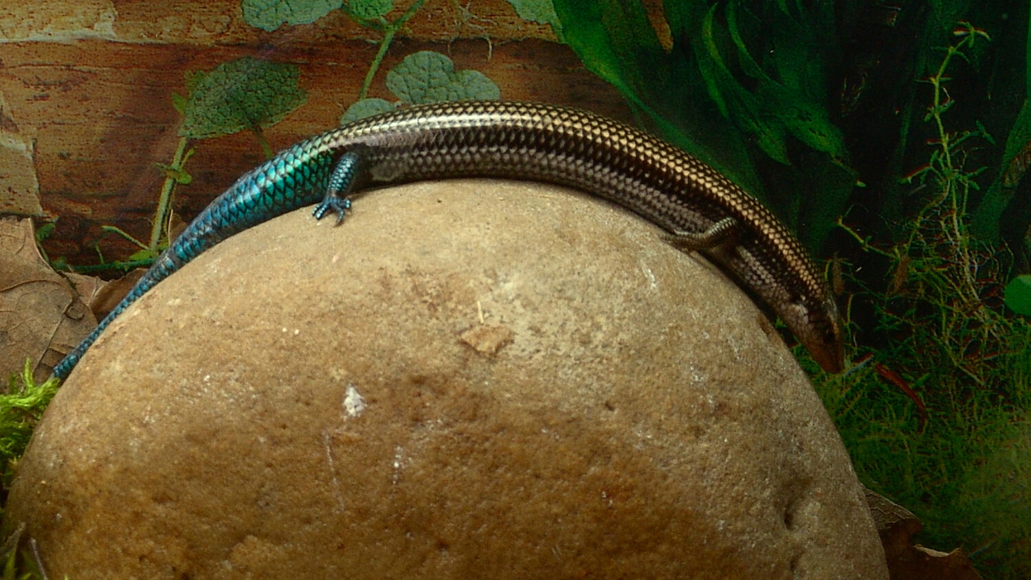 Changeable skink in terrarium
